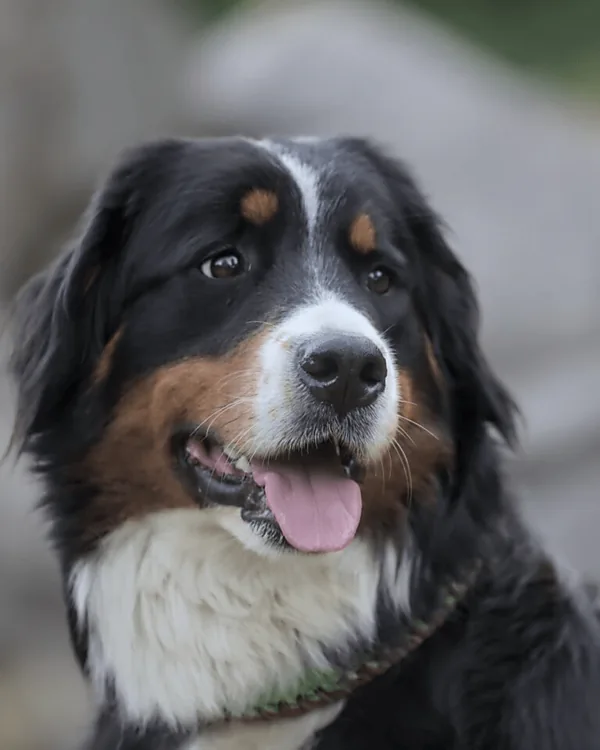 Xary, unser Berner Sennenhund